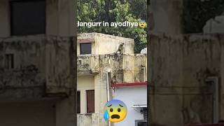 langur came to ayodhya all monkey attack on langur😢😰😨shorts [upl. by Hadria853]