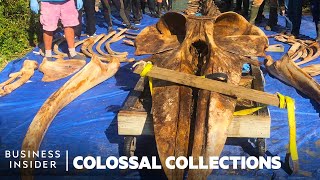 How Whale Specimens Get Devoured For The Smithsonians 18000 Bone Collection  Colossal Collections [upl. by Port871]