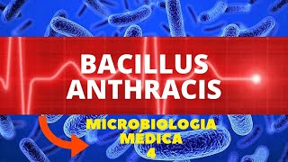 BACILLUS ANTHRACIS  MICROBIOLOGIA MÉDICA 4 [upl. by Mikes]