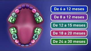 Saúde Infantil  Os primeiros dentes [upl. by Dor]