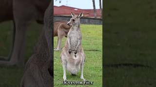 Whats inside a kangaroo pouch 🤔 youtubeshorts animalfacts viralvideo [upl. by Ellennod501]