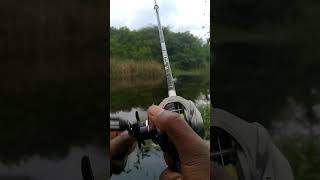 Channa striata Live attack on rubber frogs  snakehead fishing  viral fishing fortuneangler [upl. by Trelu548]