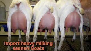 How to import saanen goats  Heavy Milking saanen goats import details amp Process [upl. by Nimsaj]