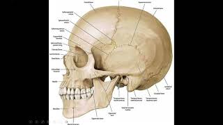 Anatomy of the cranial vault craniometric points craniocerebral relation [upl. by Aitercul]