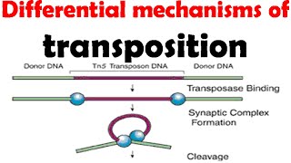 Different mechanisms of transposition [upl. by Eniotna]