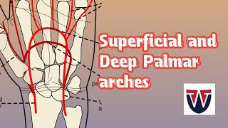 Superficial and Deep Palmar archesArterial arches of hand World of Anatomy [upl. by Nosidda495]