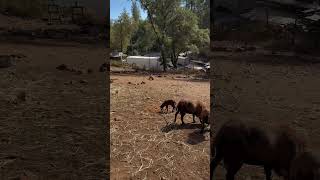 American Blackbelly Sheep [upl. by Lacefield]