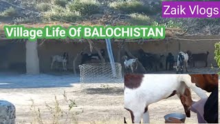 Village Life of Balochistan ViilageLifeBalochistan Khuzdar Zaikvlogs Nomades [upl. by Illom]