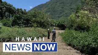 Kalaupapa park rangers on alert for destructive coconut rhinoceros beetle other invasive pests [upl. by Ative940]