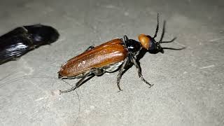 Lytta is a genus of blister beetles in the family Meloidae [upl. by Lipkin]