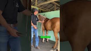 His Horses Hair Helps Cancer Patients [upl. by Greenman]