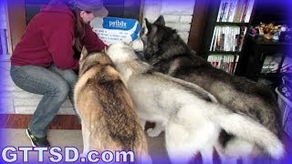 HUSKIES HAVE ADD  PetBox Unboxing 14 [upl. by Evelyn]