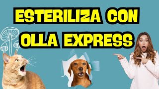 CÓMO ESTERILIZAR CON OLLA EXPRESS [upl. by Drarreg434]