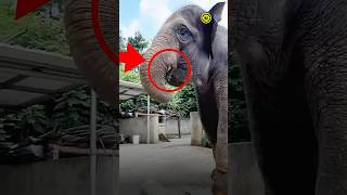 Surprising Way Elephants Eat Big Fruits 🤯 [upl. by Dagnah]