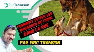 Comment éviter et séparer les bagarres de chien et de chiot [upl. by Yorke3]