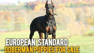 European Doberman Puppies For Sale  doberman dogs  More Details On My Descriptiondobermandog [upl. by Nosylla]