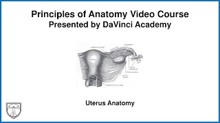 Uterus Anatomy Pelvis Anatomy 7 of 11 [upl. by Sirad948]