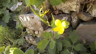 Βότανα της Ελλάδας χελιδόνιο Chelidonium majus Greater celandine [upl. by Anij]