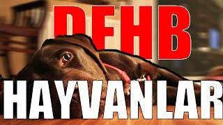 DEHB ve Hayvanlar dehb [upl. by Bertram351]