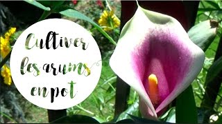 ✿ Culture et entretien des arums en pot pour une belle floraison [upl. by Franky]