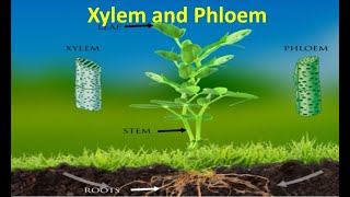 Xylem and Phloem [upl. by Lilaj]