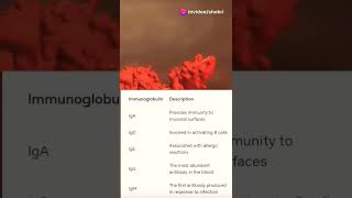 Immunoglobulins الأجسام المضادة lnl immunology medicalstudent [upl. by Armanda]