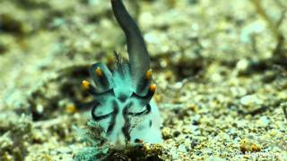 2015 Anilao  nudibranch encounter in 4K [upl. by Keel]