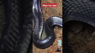 Chota sa saf🤬🤬🤬🤬🤬 snake cobra animals AditiSinghvlogs771 [upl. by Ennaitak170]