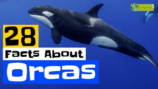 28 Facts About Orcas  Learn All About Orcas  Animals for Kids  Educational Video [upl. by Enowtna228]