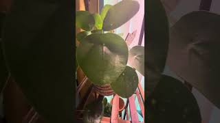 Chinese Money plant  Pilea Peperomioides peperomia [upl. by Talie]