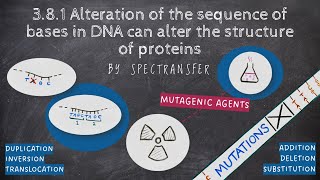 EASY REVISION AQA ALevel Biology 381 Alteration of the sequence of bases in DNA [upl. by Kroo]