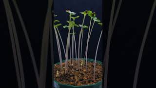 Impatiens flaccida plants Growing Time lapse shorts shortfeed [upl. by Macy]