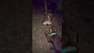 Dog gets massive rat from a sawdust bag patterdale ratting terriers puppy pestcontrol chickens [upl. by Reffotsirk]