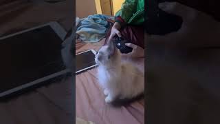 Snowshoe ragdoll cat watching cat game [upl. by Haldi894]