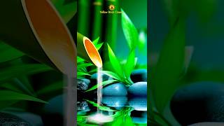 State of Mind 🌱 shorts relaxingmusic meditationmusic anxietyrelief bamboo yellowbrickcinema [upl. by Idnarb]