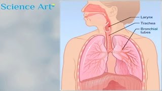 What Happens When You Breathe How The Lungs Work Animation  Respiratory System Gas Exchange Video [upl. by Fredrick]