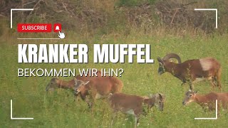 Der KRANKE Muffel  Muffeljagd  2024 [upl. by Mercer572]