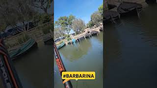 Pesca con la Barbarinabarbarina corcheo carpfishing [upl. by Cher]