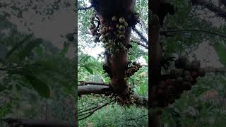 Buah AraLoa lebatbonsai tanaman videoshorts shorts [upl. by Refinne]