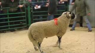 kirkby tup sales [upl. by Mavilia]