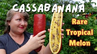 Cassabanana aka FRAGRANT MELON  Harvesting amp Tasting [upl. by Haik]