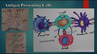 Antigen Presenting Cells MHC I MHC II Nonprofessional antigen presenting cells B7 molecules [upl. by Carlock54]