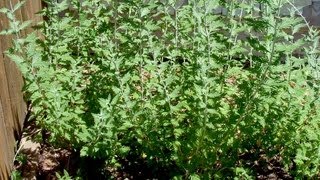 How to grow Russian Sage  Gardening 101 by Dr Greenthumb [upl. by Airamanna755]