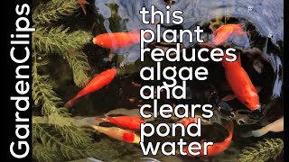 Hornwort Easy to Grow Clean Water Plant to Stop Pond and Aquarium Algae  Ceratophyllum submersum [upl. by Hgiel174]