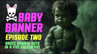 Bruce ‘Baby’ Banner Autoflower  5 Gallon Pot  Episode 2  Spider Farmer SF2000 [upl. by Maje]