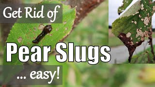 Get rid of Pear Slug  Cherry Slug [upl. by Stratton]