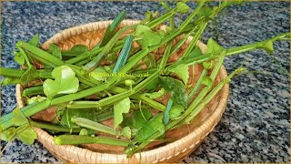 பிரண்டை சுத்தம் செய்யும் முறை செடியில் பறிக்கும் முறை amp Pirandai Adamant Creeper Cleaning Method [upl. by Suryc680]