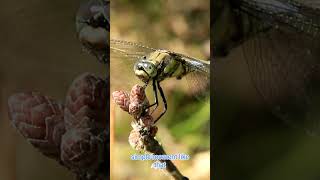 Dragonfly Wonders A Nature Discovery Adventure dragonflies videoshort viralvideo [upl. by Sherourd178]