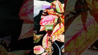 Aglaonema Legacy Growth plants colourful patience growth satisfaction full positivevibes [upl. by Emery721]