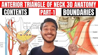 anterior triangle of neck anatomy 3d  digastric triangle anatomy  submental triangle anatomy [upl. by Tnahsin]